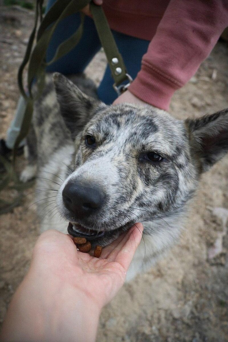Уго-Уголёк сейчас. Фото из архива