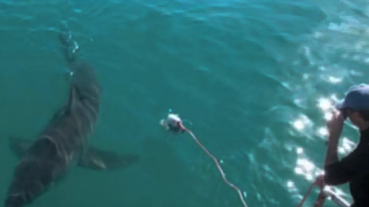 Арнольд Поинтер и белая акула.