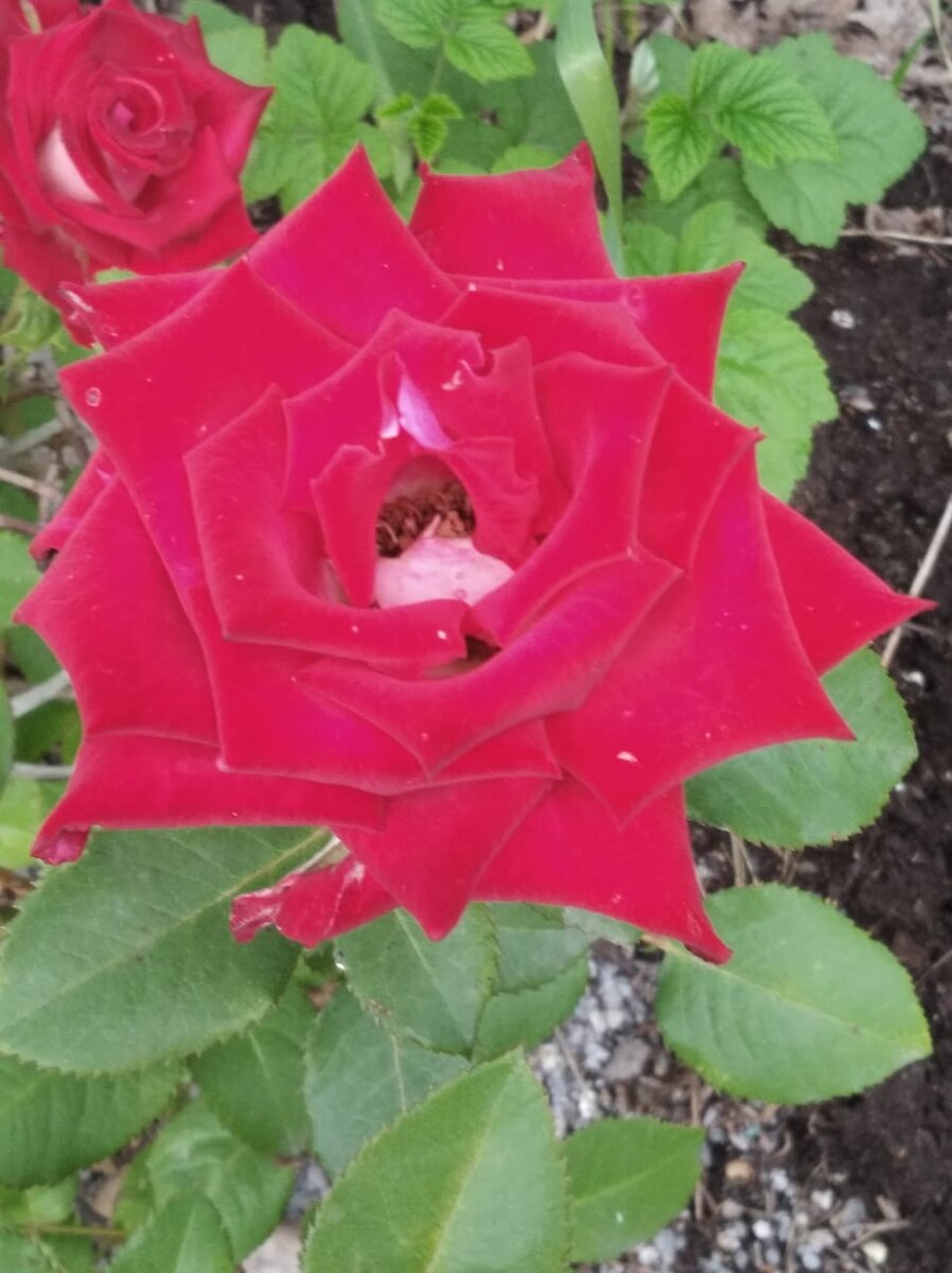 Розы, которые вырастила моя мама. Фото автора