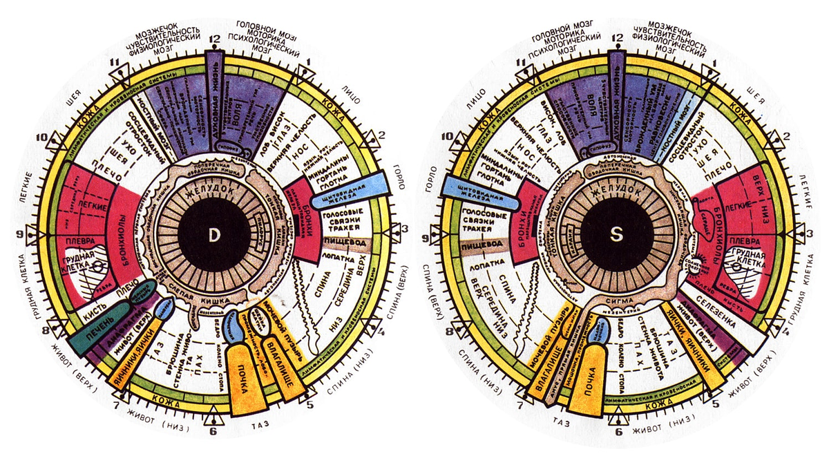 Схема проекционных зон в иридодиагностике