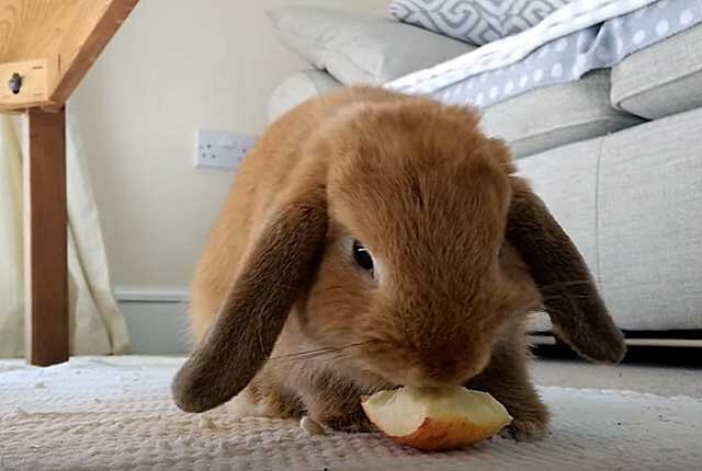 Можно кролику яблоко. Кролик ест яблоко. Кролик с яблоками. Зайка кролик с яблоком. Кролик с грушей.