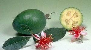 фото из интернета  https://ambassador-city-jomtien.ru/exoticfruits/30-feyhoa.html