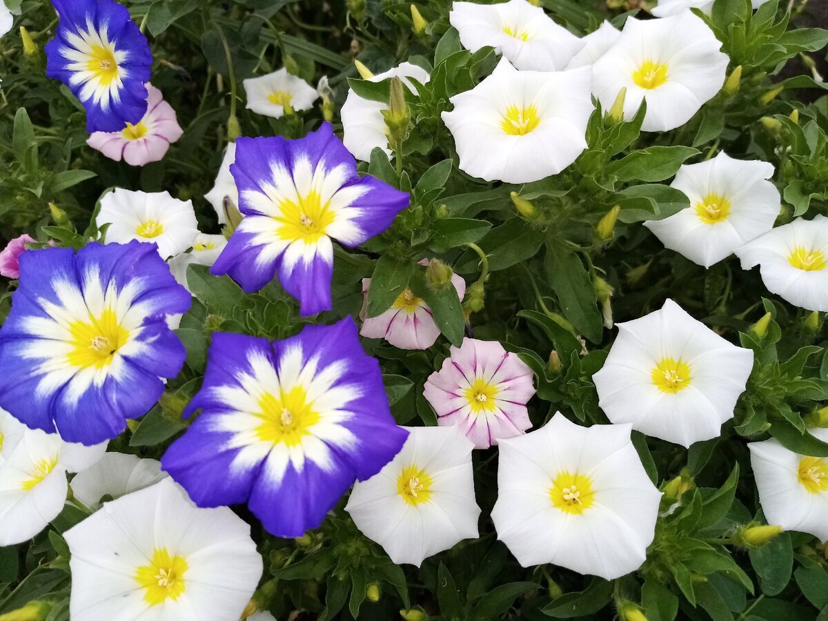 Вьюнок трехцветный Convolvulus Tricolor