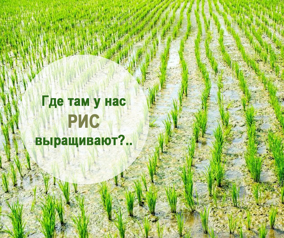 отредактированное фото, взятое из интернета