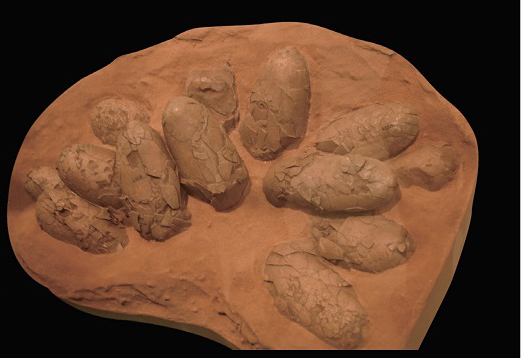 Окаменелости яиц Динозавр-похитителя яиц обнаружены в Монголии