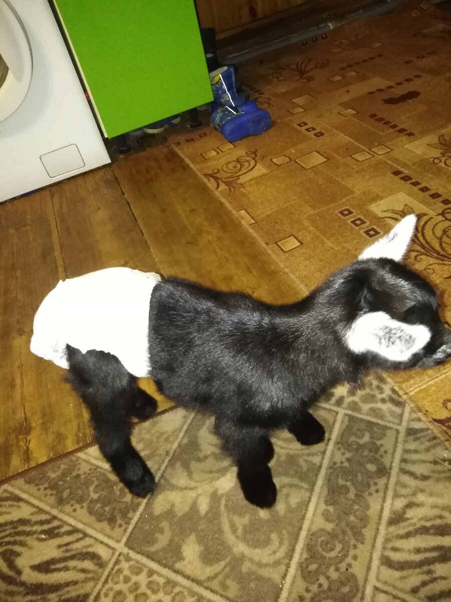 Комнатный козёл))) 