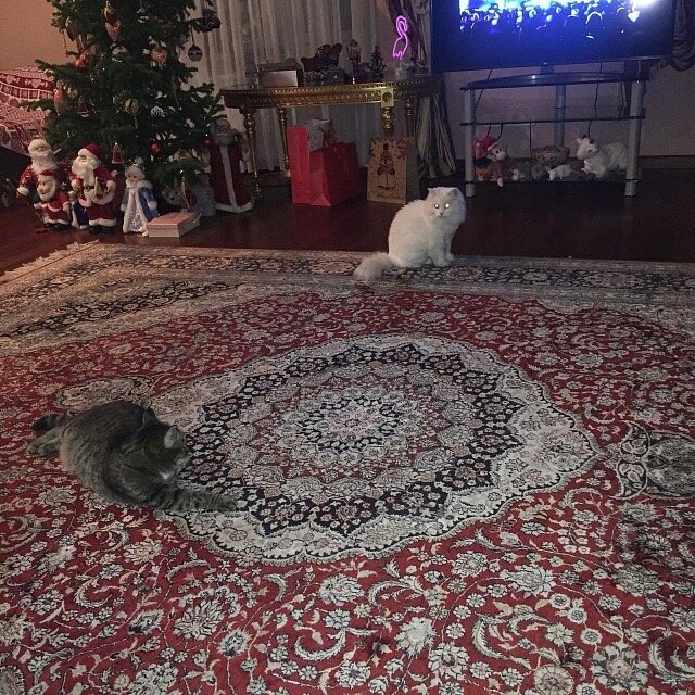 Ну что? Поиграем...😼