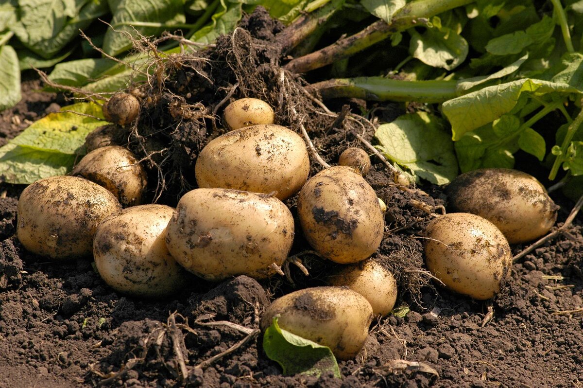 Выращивание картофеля. Секреты хорошего урожая.