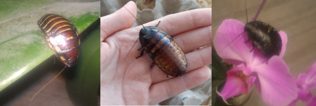 мадагаскарский таракан