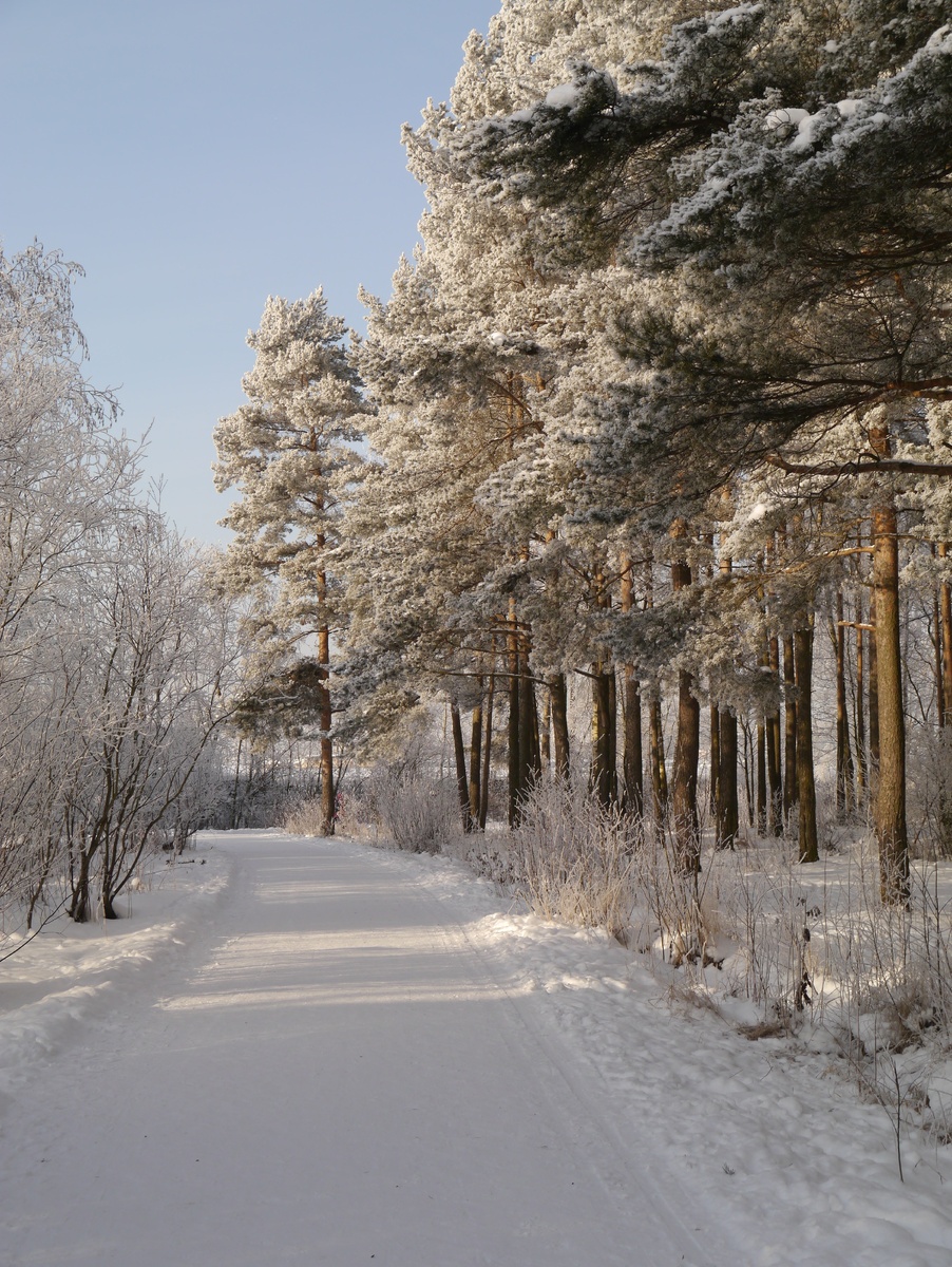 09.02.2021 г. Парк "Сосновая Поляна" Красносельский район Санкт-Петербург