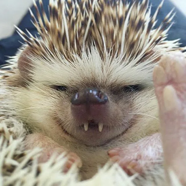 Очень милый, правда ведь?