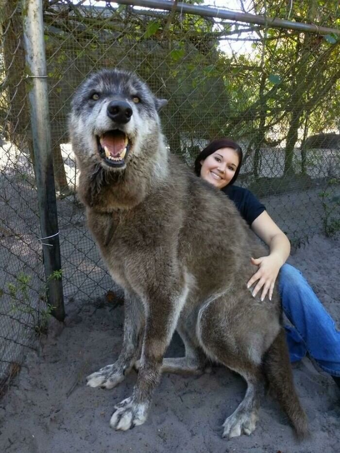 https://www.boredpanda.com/giant-lap-dogs/?utm_source=facebook&utm_medium=social&utm_campaign=organic
