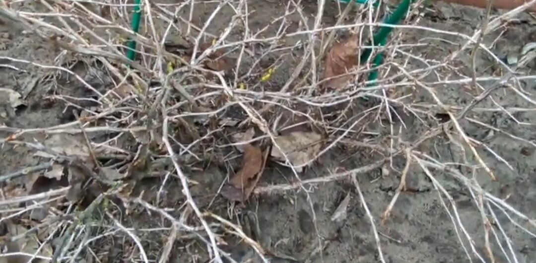 Личное фото автора. Крыжовник.