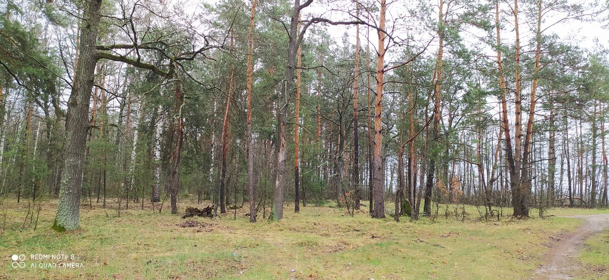 Беларуский лес.