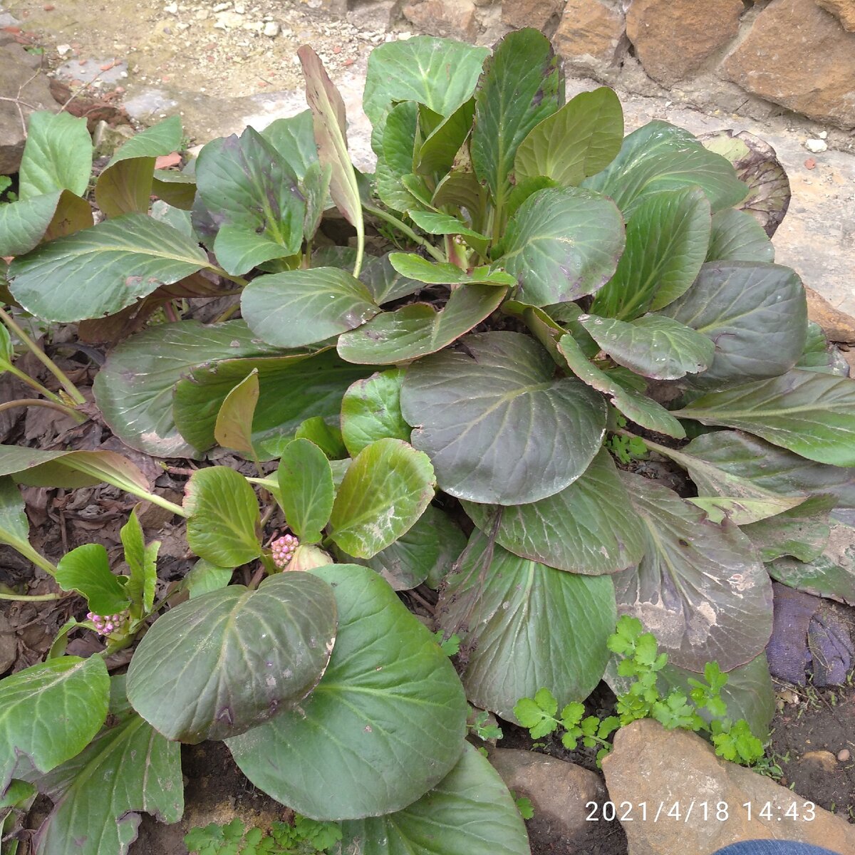 Вот он красавчик бадан