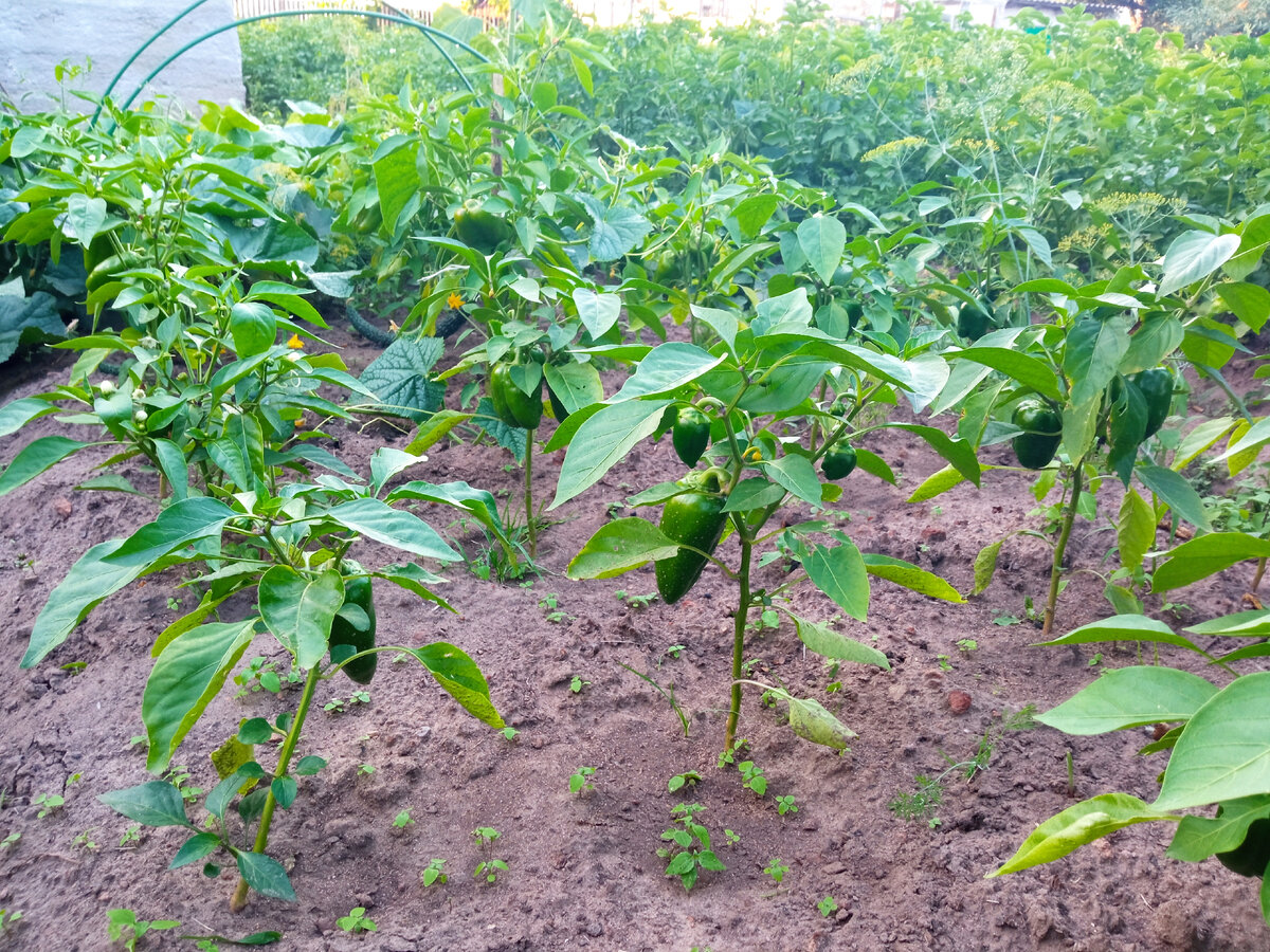 Перцы после подкормки в конце июля