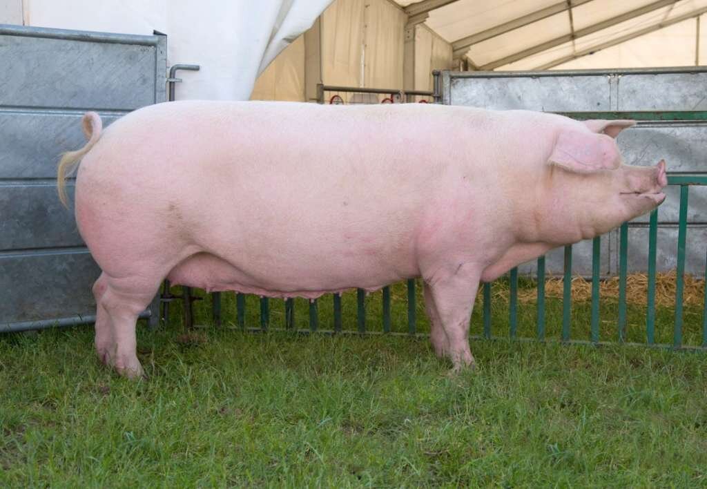 Ландрас — первая специализированная порода свиней беконного типа.-2