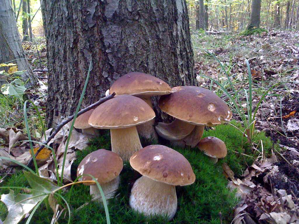 Белый гриб. Осенние грибы Подмосковья в октябре. Много белых грибов. Много белых грибов в лесу. Когда растут грибы в лесу