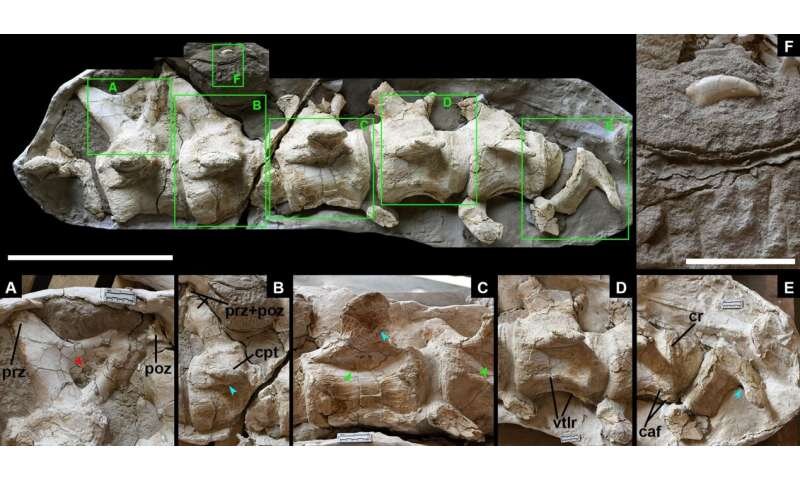 Голотип hamititan