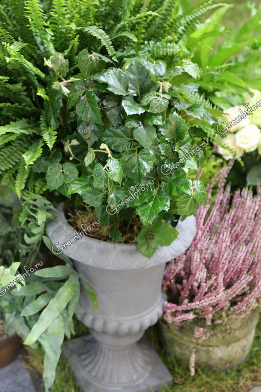 Циссус крылатый, или ромболистный