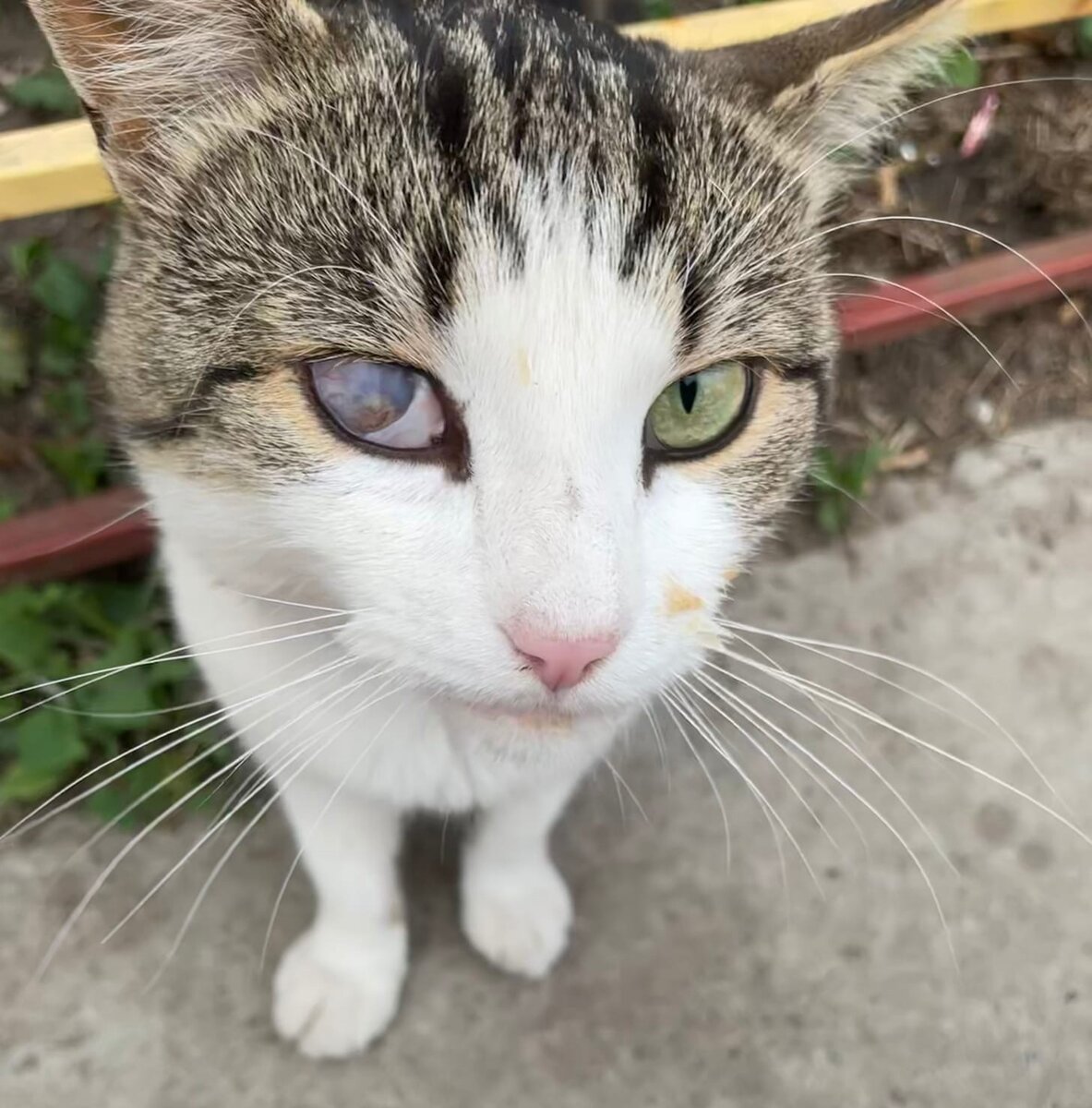 Глазик не портит его красоты