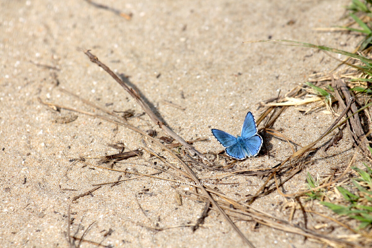 Голубянка Красивая (Polyommatus bellargus) - самец
