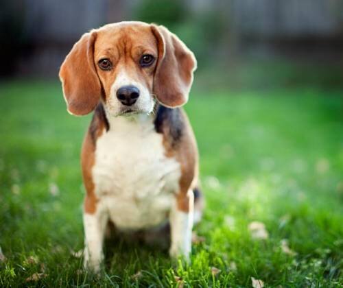 Желудочно-кишечные расстройства