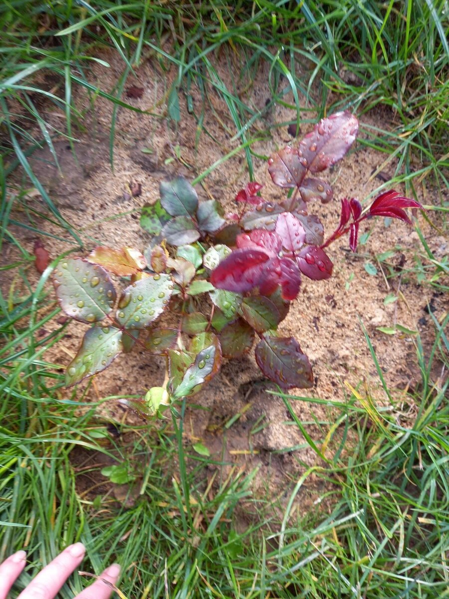 Один из укорененных черенков от розы Блэк Баккара. Октябрь 2021г.
