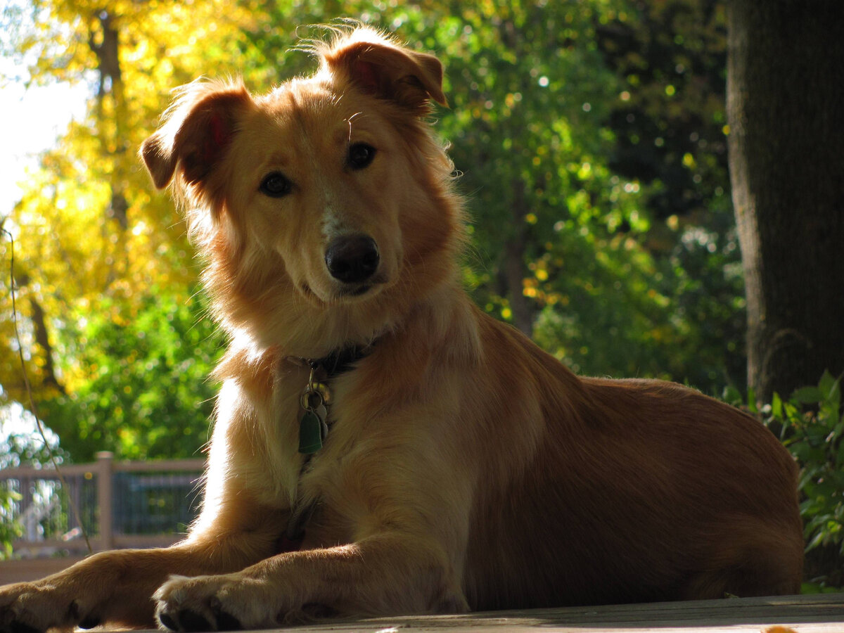 Рыжая собака, Яндекс-картинки, открытый источник