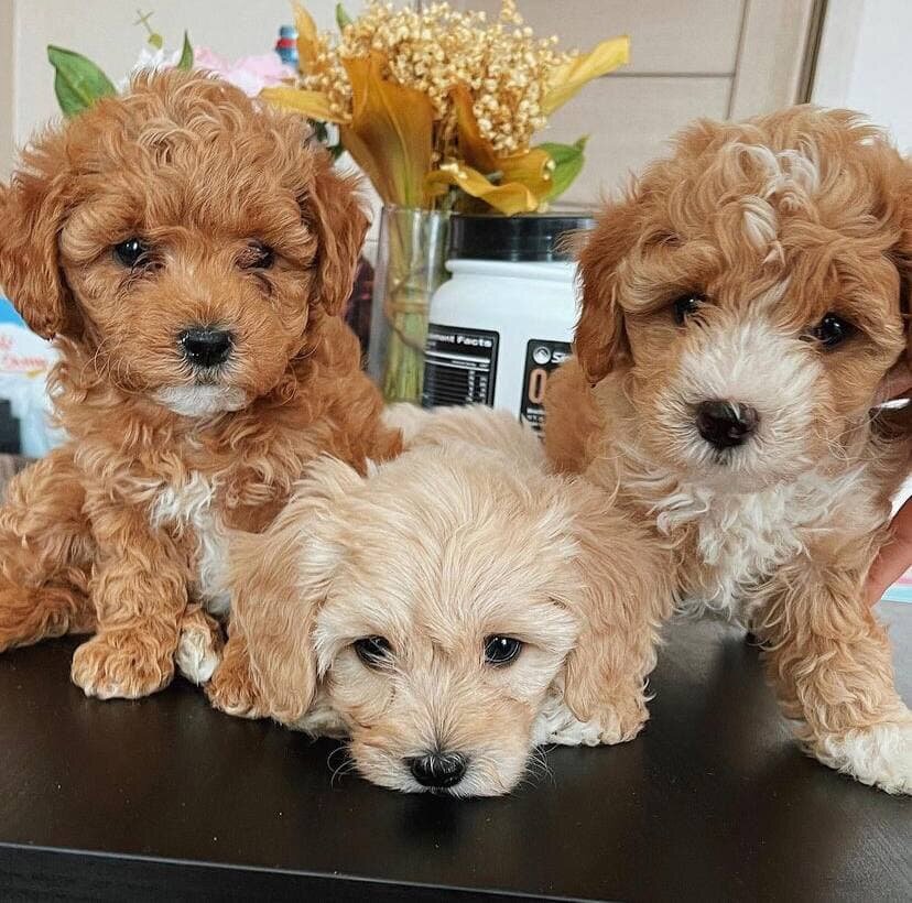 девочки мальтипу