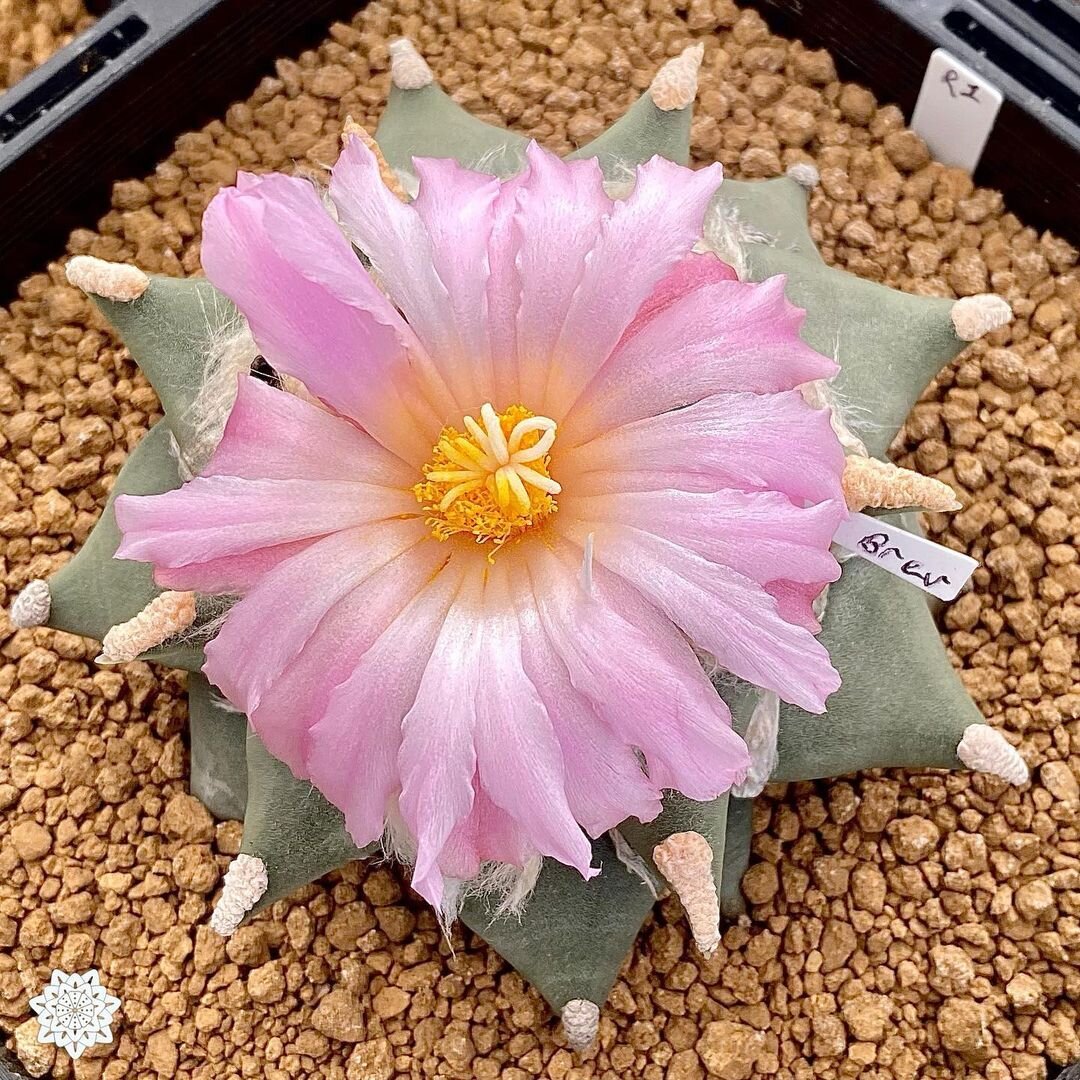 @kaktus.labs.australia