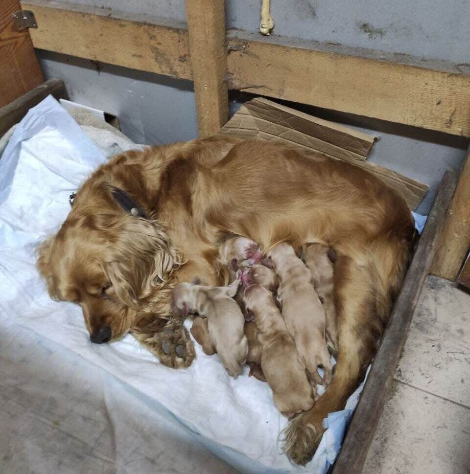 Идиллия счастливого материнства.