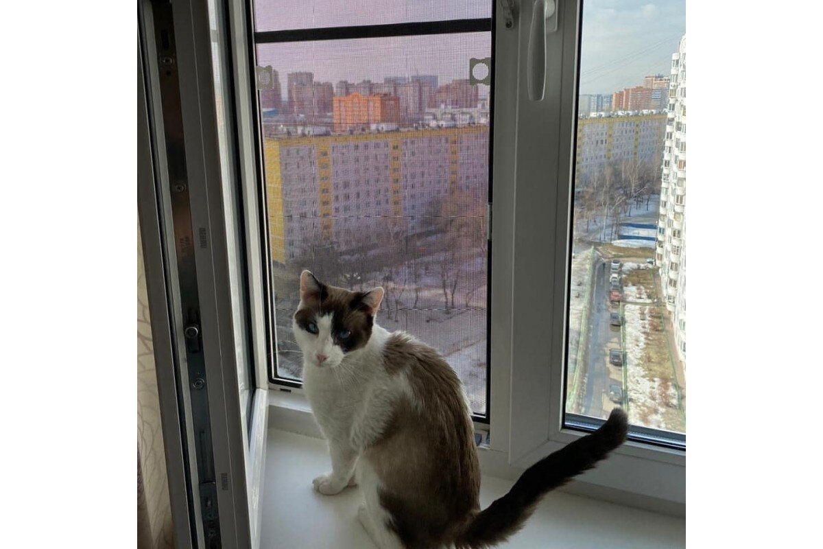 Антикошка на окна фото