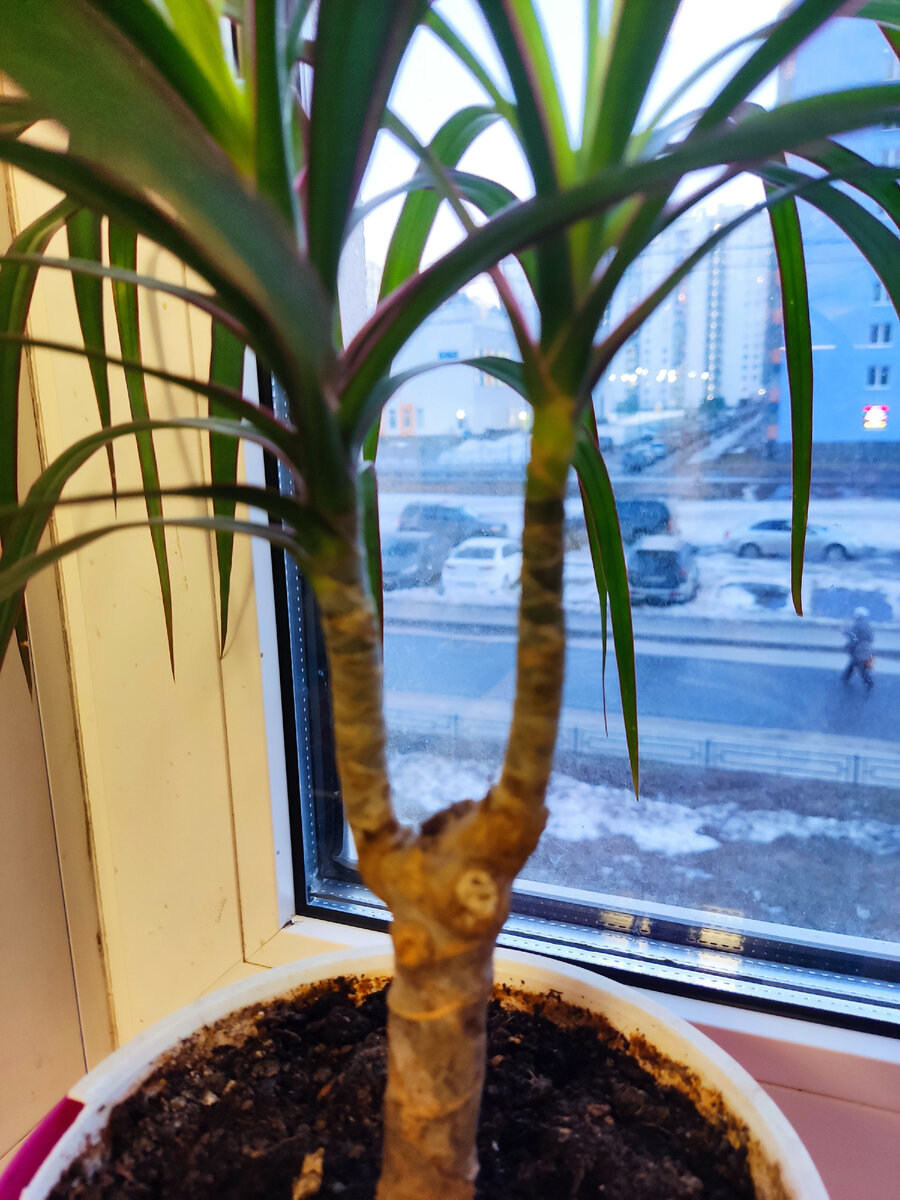 Всего парочка стволиков