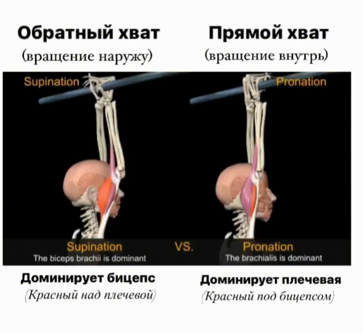 В обратном хвате основной сгибатель - бицепс плеча. В прямом хвате основной сгибатель - плечевая мышца