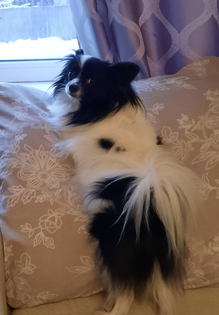 Щасекли мечтательницу