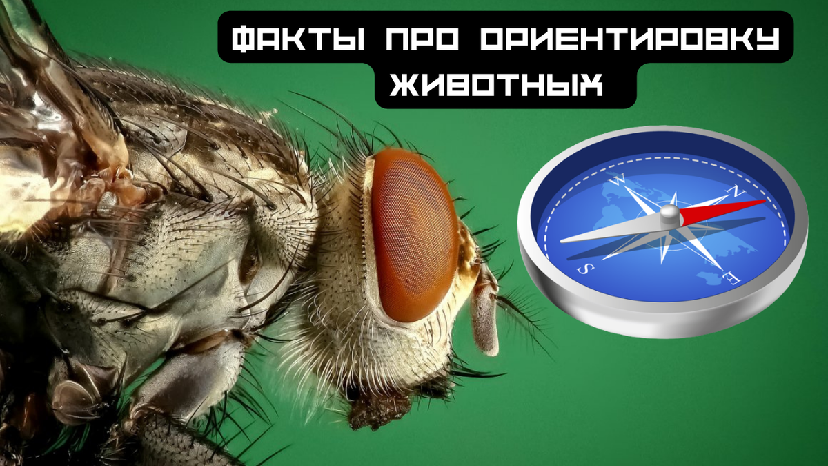 Как пользоваться мухой Как пользоваться мухой