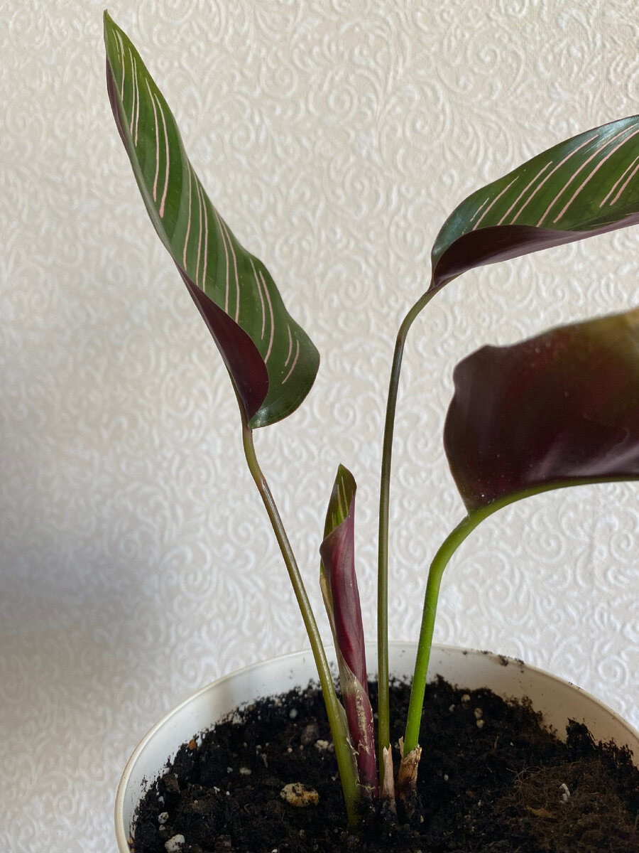 Стоит на солнечной стороне, но с притинением от палящего солнышка