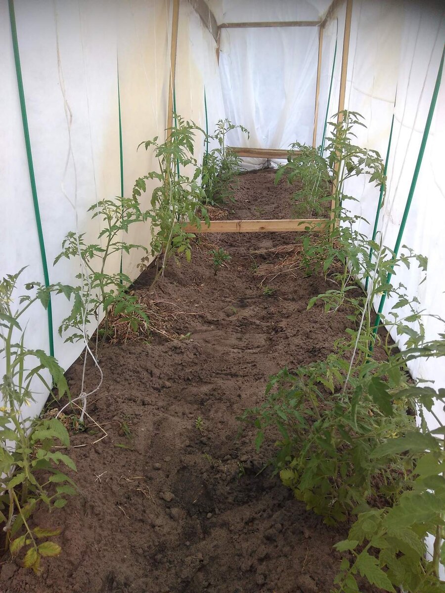 Томаты нуждаются в подкормке Борной кислотой.