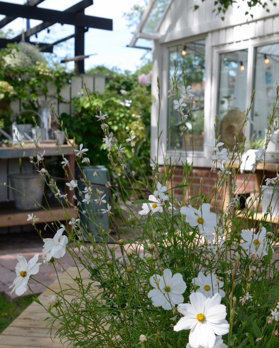 Соцсети блогера Паулины Доул