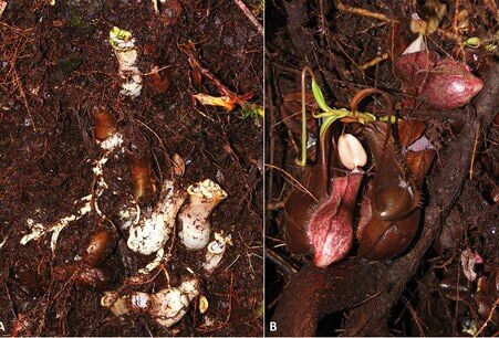    Фото: M. Dancak/blog.pensoft.net