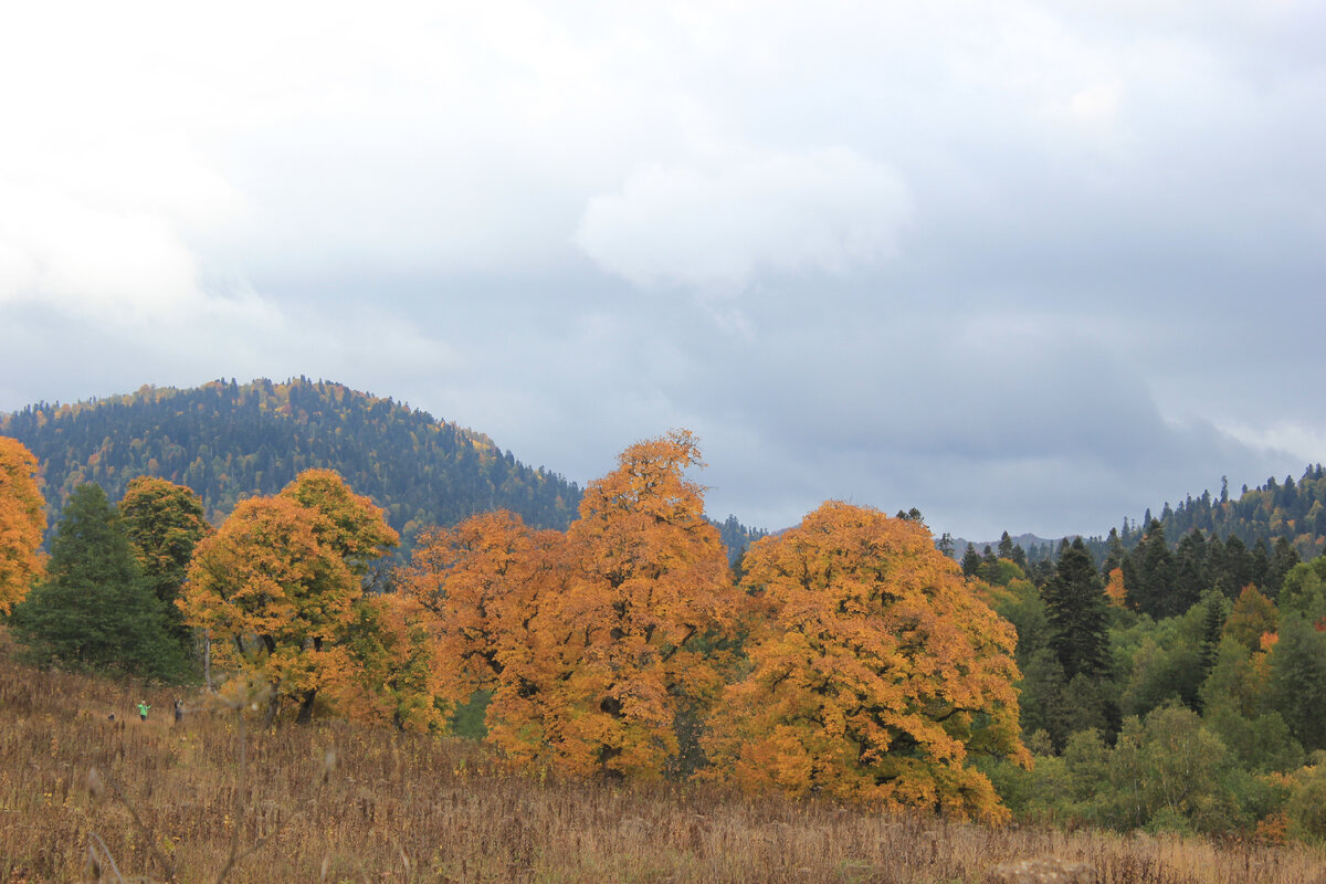 Где-то на юго-западной границе урочища Мзымта 