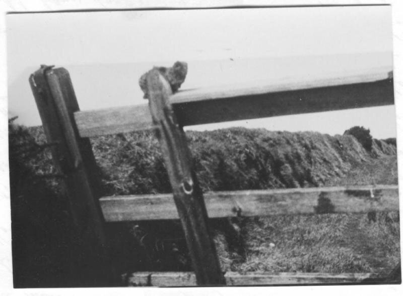 фото мангуста Джефа сделано Варой Ирвинг