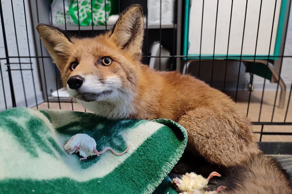     Травмы у детеныша оказались не опасными, и почти за неделю он оправился. Фото: Лиза Титова