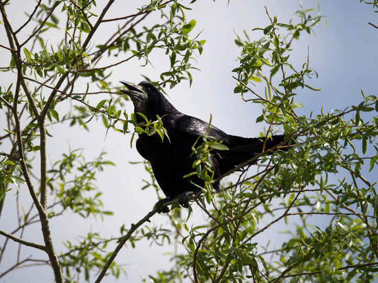     фото: Астраханский заповедник