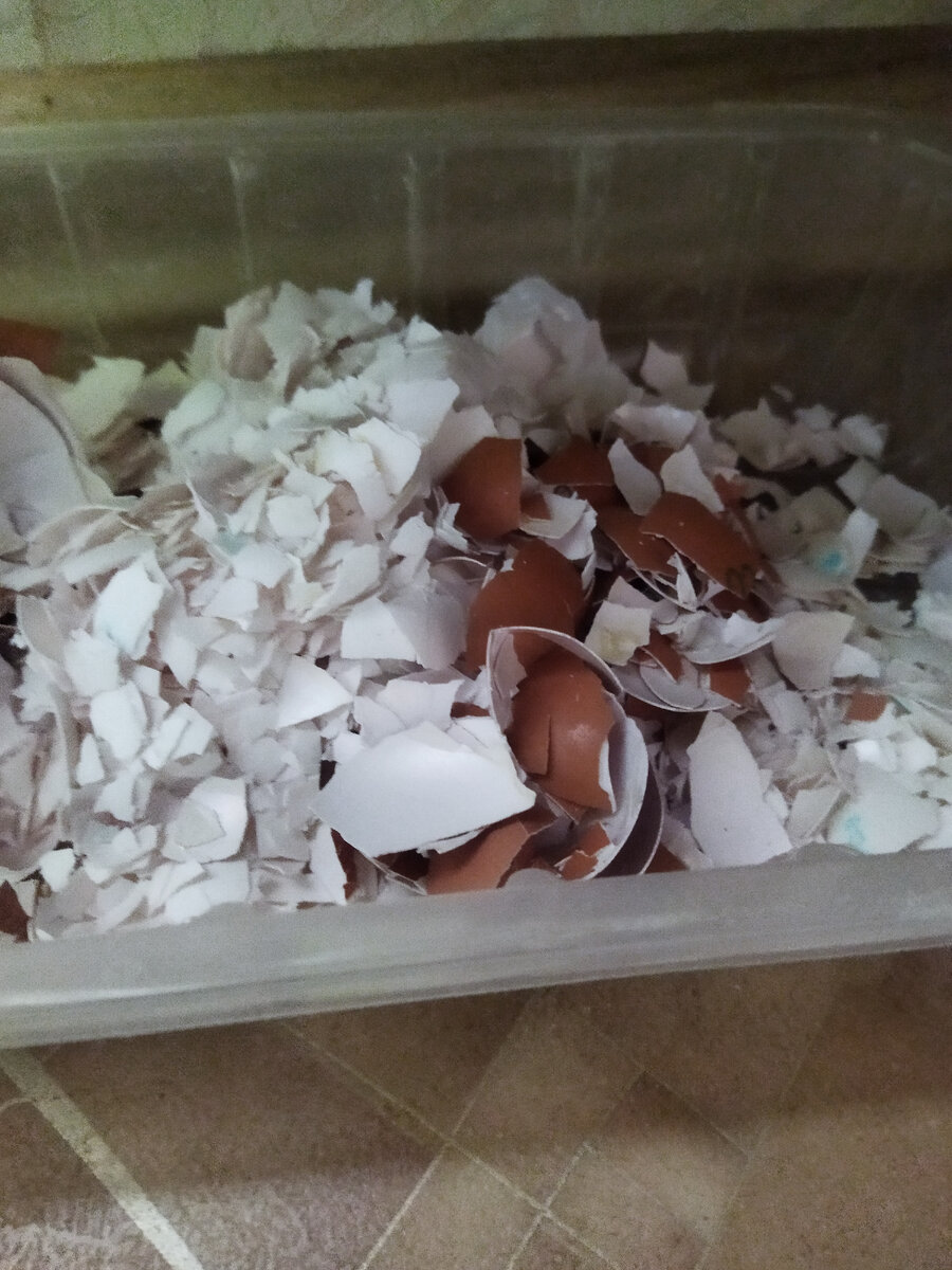 Промытую скорлупу подсушиваем под батареей на кухне.