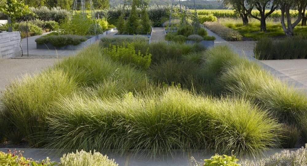 Дождевой сад