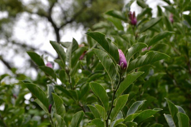 Фото: kantiana.ru📷Повторное цветение магнолии в 2020 году
