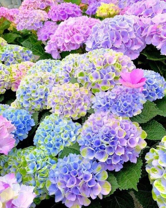 Картинка взята из Пинтереста и находится в открытом доступе.