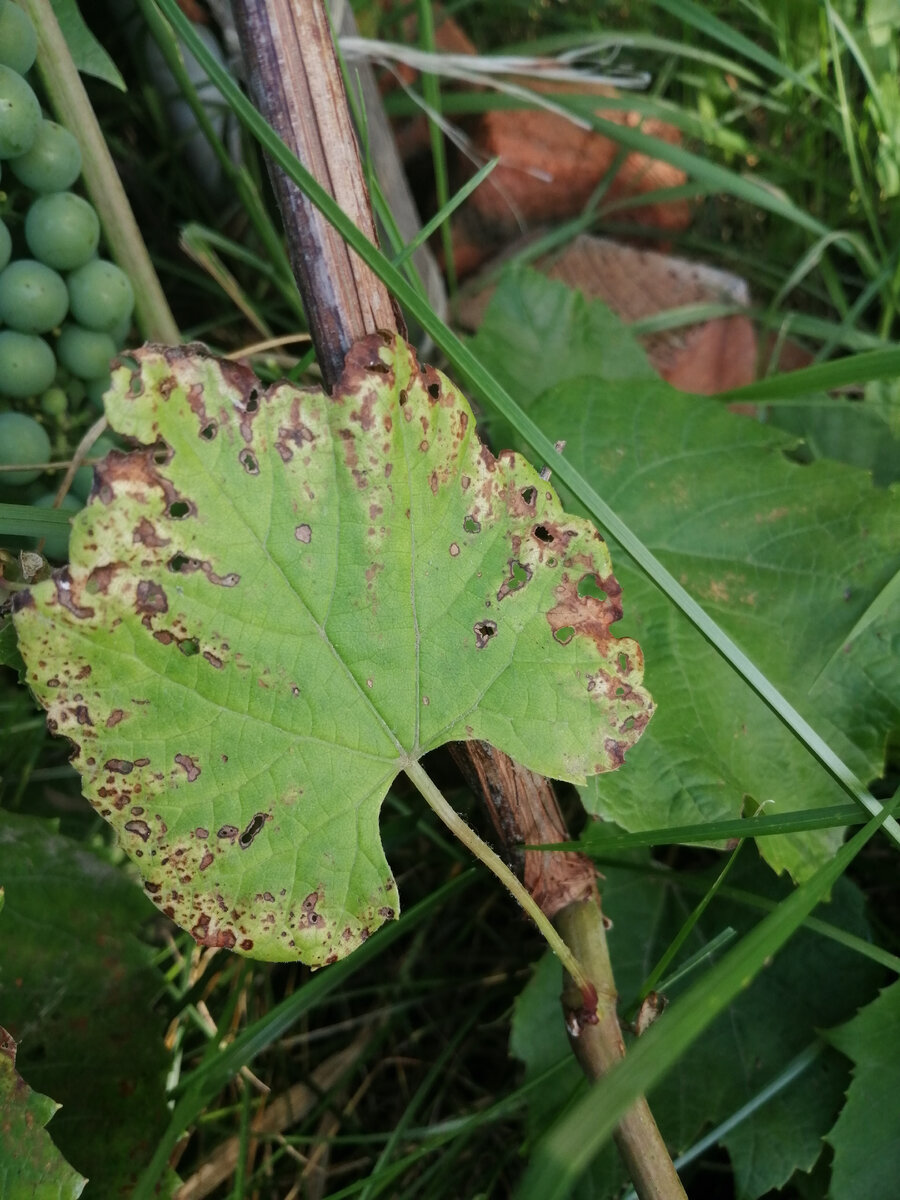 Вот такие листочки, что за бяка? 